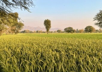Balochistan farming